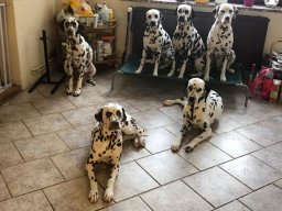 Unsere Hunde &raquo; Fee Amilia vom Hause Fiedanu „Mia“ &raquo; Fee Amilia vom Hause Fiedanu „Mia“